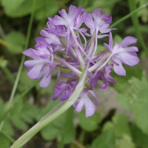 Photographie n°1868330 du taxon Anacamptis pyramidalis (L.) Rich. [1817]