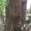  Pierre Bonnet - Conocarpus erectus L.