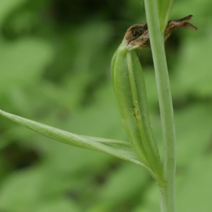 Photographie n°1868683 du taxon Ophrys apifera Huds. [1762]