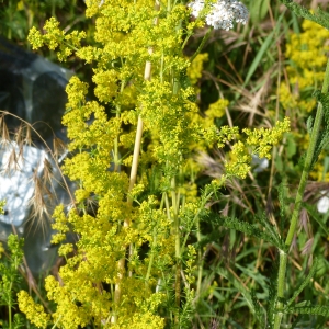 Photographie n°1869782 du taxon Galium verum L. [1753]