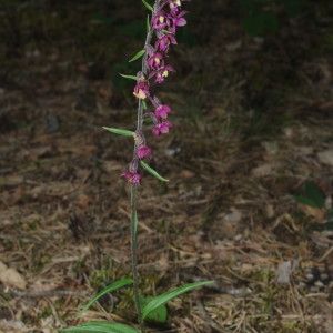 Photographie n°1870141 du taxon Epipactis atrorubens (Hoffm.) Besser [1809]