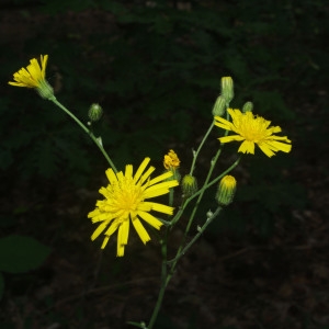 Photographie n°1870153 du taxon Hieracium sabaudum L. [1753]