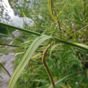 Photographie n°1871672 du taxon Carex pendula Huds. [1762]