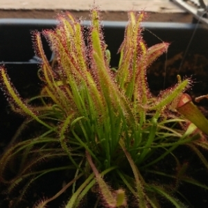  - Drosera L. [1753]