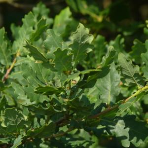 Photographie n°1880826 du taxon Quercus robur L. [1753]