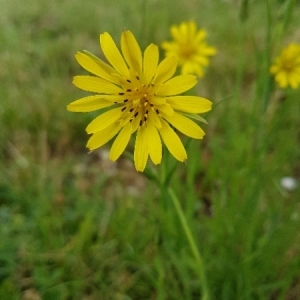 Photographie n°1894845 du taxon Tragopogon pratensis L. [1753]