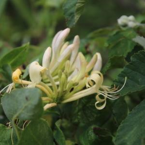 Photographie n°1898093 du taxon Lonicera caprifolium L. [1753]