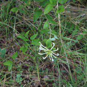 Photographie n°1898140 du taxon Lonicera caprifolium L. [1753]