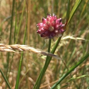 Photographie n°1899501 du taxon Allium vineale L. [1753]