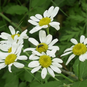 Photographie n°1899669 du taxon Tanacetum corymbosum (L.) Sch.Bip. [1844]