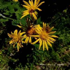 Photographie n°1900131 du taxon Doronicum austriacum Jacq. [1774]