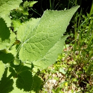 Photographie n°1900132 du taxon Doronicum austriacum Jacq. [1774]