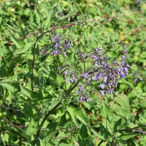 Photographie n°1901868 du taxon Solanum dulcamara L. [1753]