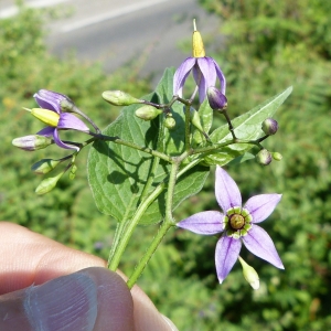 Photographie n°1901872 du taxon Solanum dulcamara L. [1753]