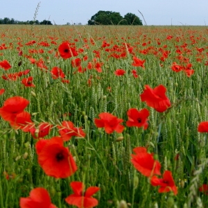 Photographie n°1902142 du taxon Coquelicot