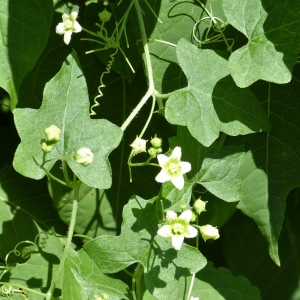 Photographie n°1902531 du taxon Bryonia dioica Jacq.