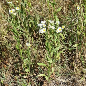 Photographie n°1904170 du taxon Erigeron annuus (L.) Desf. [1804]