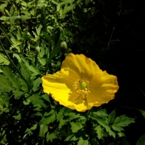 Photographie n°1904746 du taxon Meconopsis cambrica (L.) Vig.