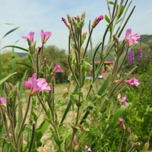 Photographie n°1905071 du taxon Epilobium hirsutum L.