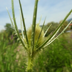 Photographie n°1905165 du taxon Dipsacus fullonum L. [1753]