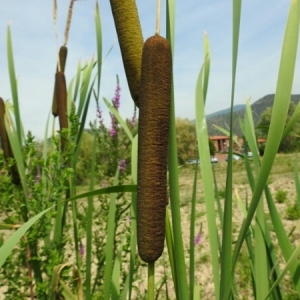 Photographie n°1905270 du taxon Typha angustifolia L. [1753]