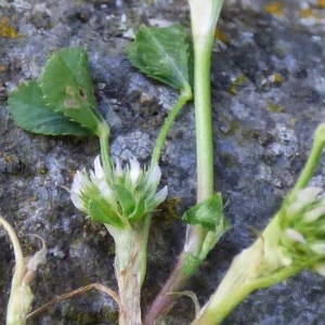 Photographie n°1906061 du taxon Trifolium retusum L. [1753]