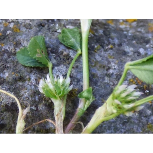 Trifolium retusum L. (Trèfle à folioles rétuses)