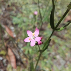 Photographie n°1907750 du taxon Centaurium erythraea Rafn