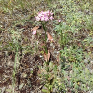 Photographie n°1907751 du taxon Centaurium erythraea Rafn