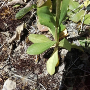 Photographie n°1907752 du taxon Centaurium erythraea Rafn