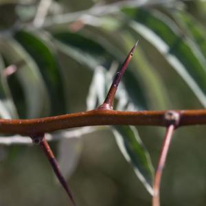 Photographie n°1908165 du taxon Elaeagnus angustifolia L. [1753]