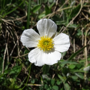 Photographie n°1908525 du taxon Ranunculus pyrenaeus L. [1771]