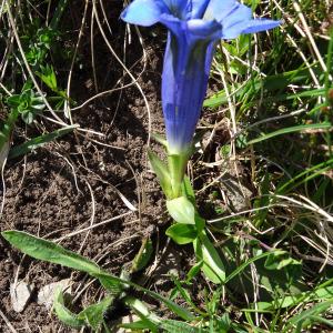 Photographie n°1908587 du taxon Gentiana angustifolia Vill. [1787]