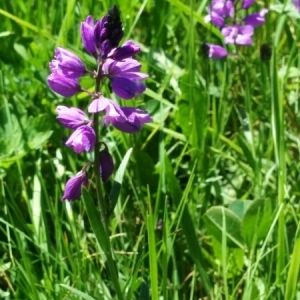 Photographie n°1908706 du taxon Polygala vulgaris L. [1753]