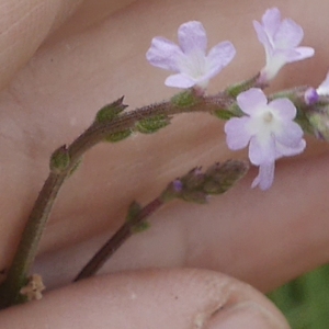 Photographie n°1908857 du taxon Verbena officinalis L. [1753]