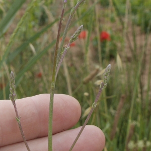 Photographie n°1908863 du taxon Verbena officinalis L. [1753]