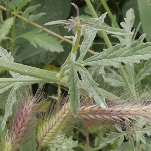 Photographie n°1908869 du taxon Verbena officinalis L. [1753]