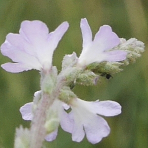 Photographie n°1908874 du taxon Verbena officinalis L. [1753]