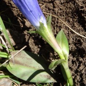 Photographie n°1908997 du taxon Gentiana angustifolia Vill. [1787]