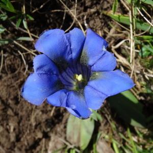 Photographie n°1909014 du taxon Gentiana angustifolia Vill. [1787]