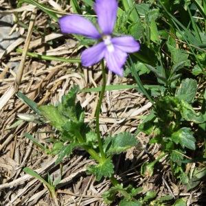 Photographie n°1909092 du taxon Viola cornuta L. [1763]