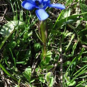 Photographie n°1909814 du taxon Gentiana verna subsp. verna 
