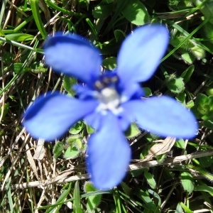 Photographie n°1909819 du taxon Gentiana verna subsp. verna 
