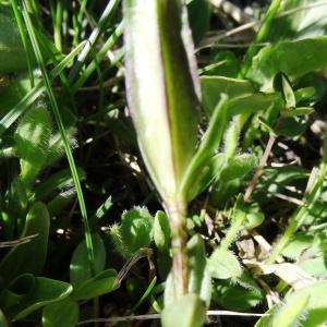 Photographie n°1909837 du taxon Gentiana verna subsp. verna 