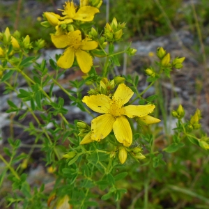 Photographie n°1909856 du taxon Hypericum perforatum L. [1753]