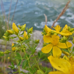 Photographie n°1909857 du taxon Hypericum perforatum L. [1753]