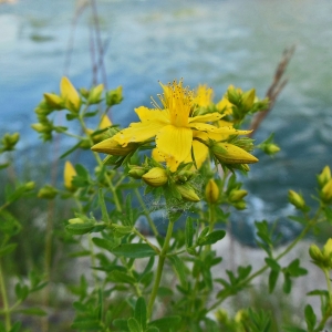Photographie n°1909858 du taxon Hypericum perforatum L. [1753]