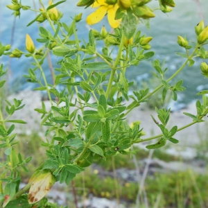 Photographie n°1909859 du taxon Hypericum perforatum L. [1753]
