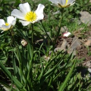 Photographie n°1910059 du taxon Ranunculus pyrenaeus L. [1771]