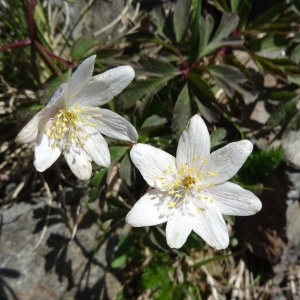 Photographie n°1910107 du taxon Anemone nemorosa L. [1753]